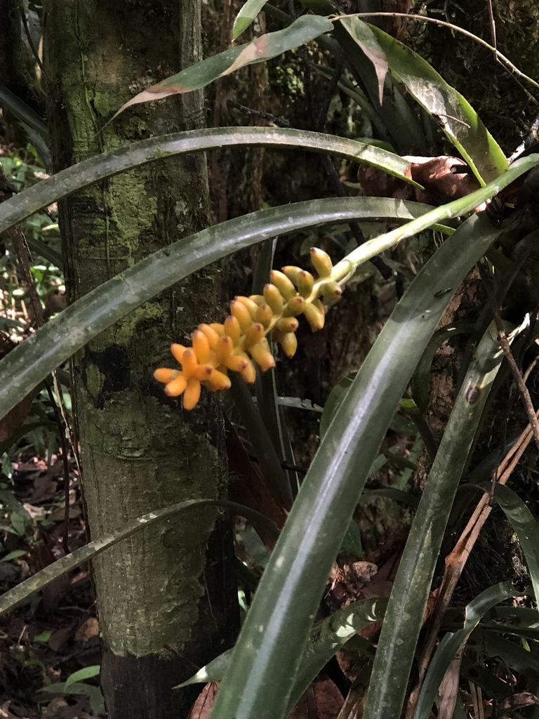 Wittmackia bicolor