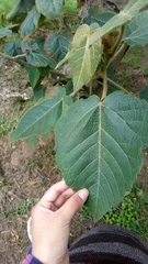 Croton magdalenensis