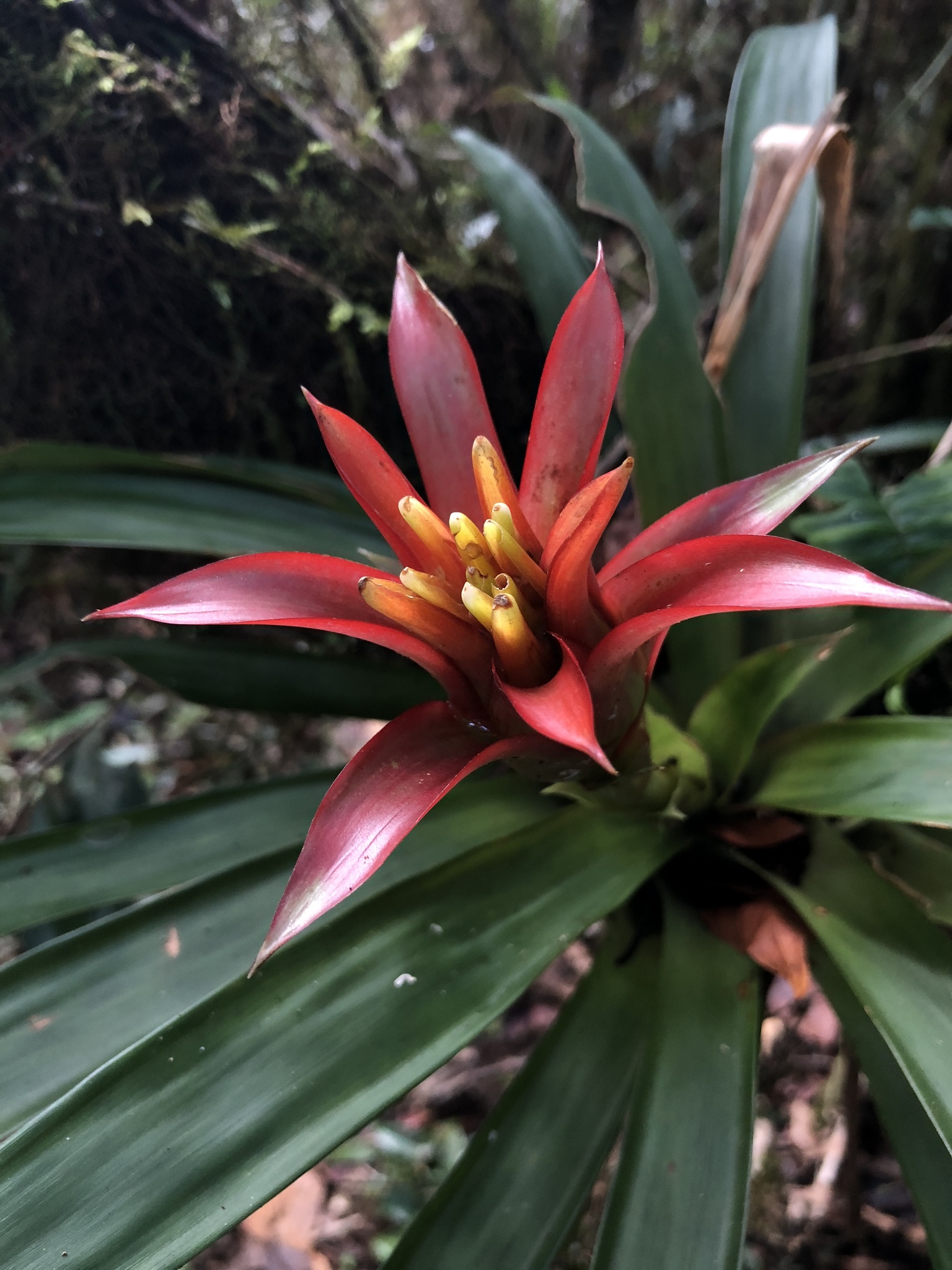 Guzmania lingulata