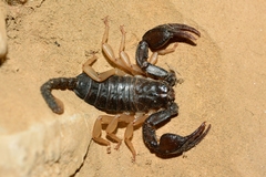 Euscorpius flavicaudis