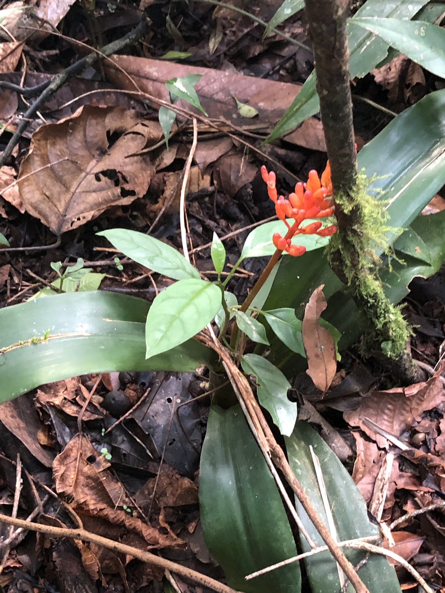 Aechmea miniata