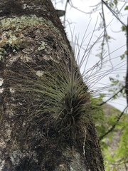Tillandsia filifolia
