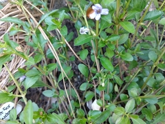 Dyschoriste humistrata