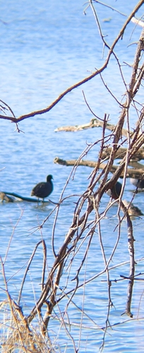 American Coot photographed in Iowa