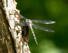 Tachopteryx thoreyi