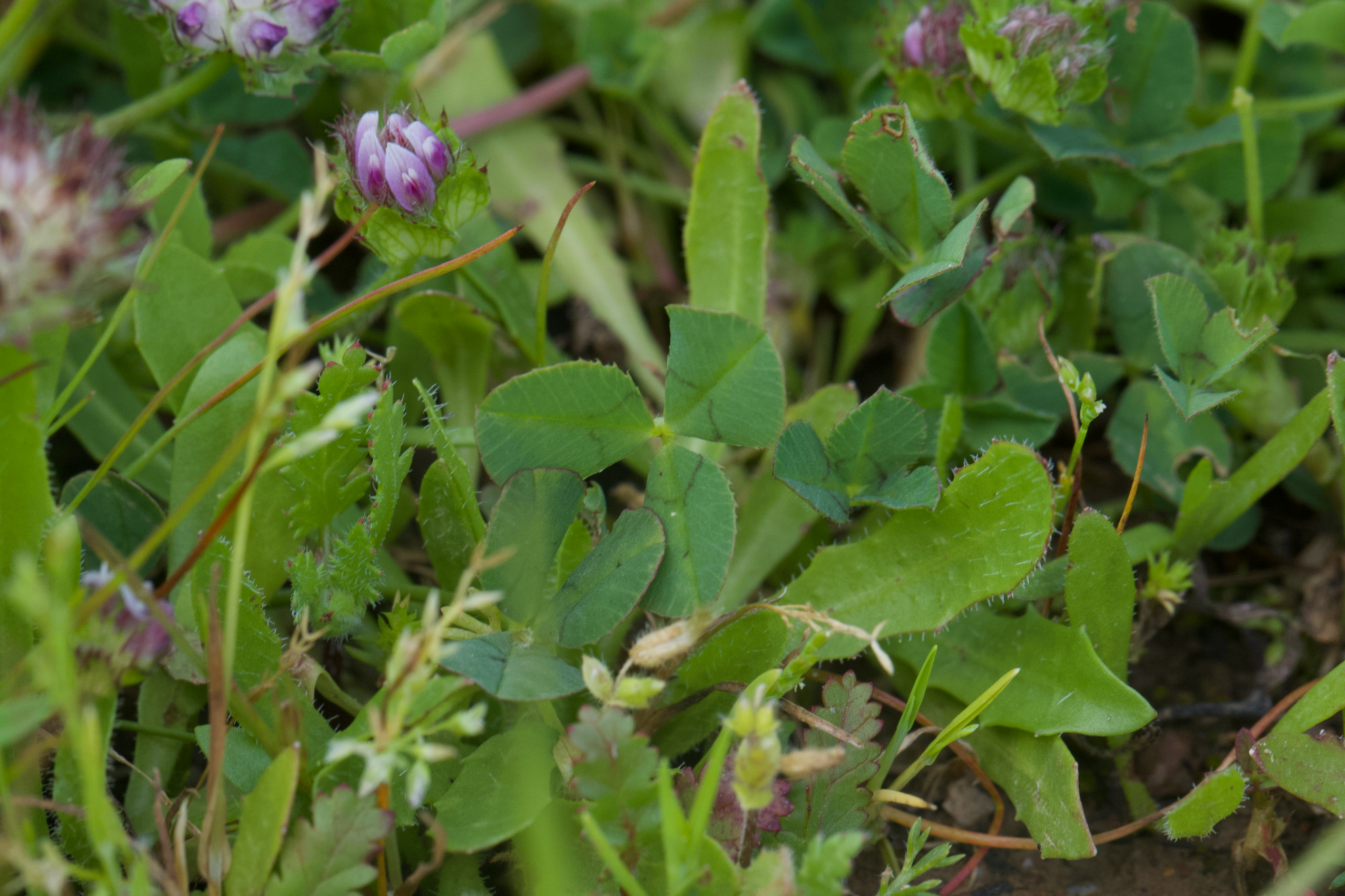 Image of Trifolium barbigerum by (c) Arvel Hernandez, some rights reserved (CC BY)