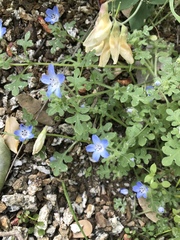 Nemophila menziesii