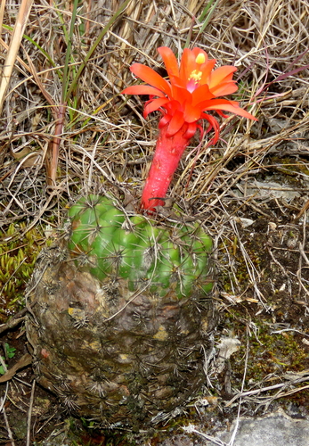 Matucana aurantiaca