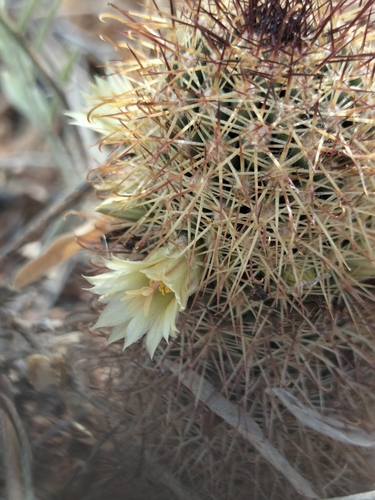 Image of Los Cabos Nipple Cactus (Cochemiea armillata) by no rights reserved