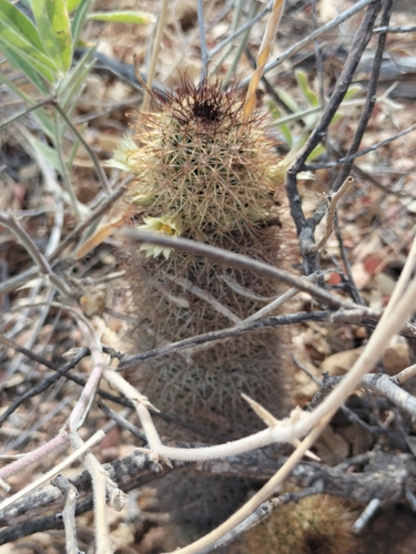 Image of Los Cabos Nipple Cactus (Cochemiea armillata) by no rights reserved