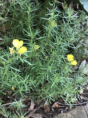 Calylophus