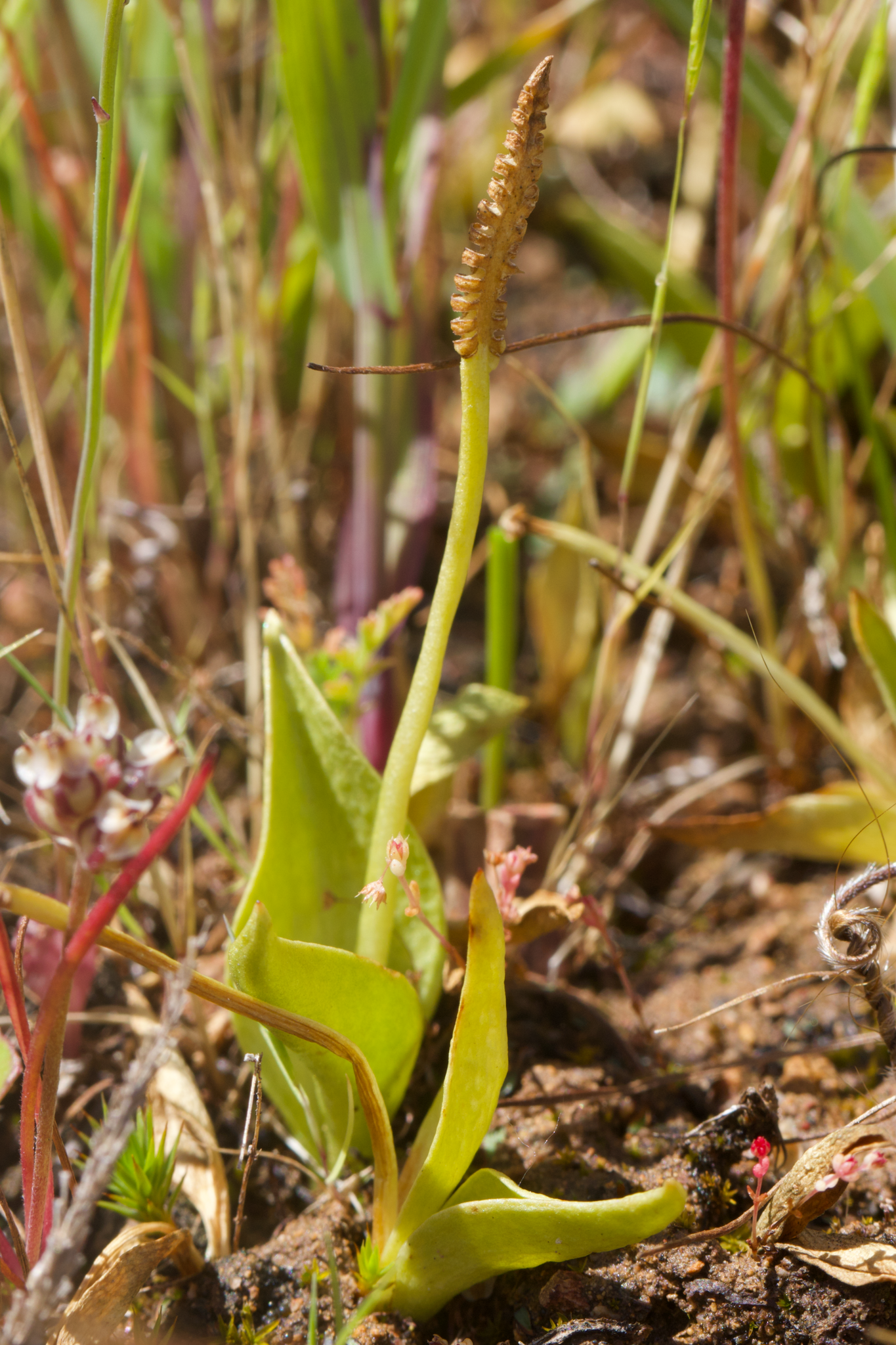 Image of Ophioglossum californicum by (c) Arvel Hernandez, some rights reserved (CC BY)