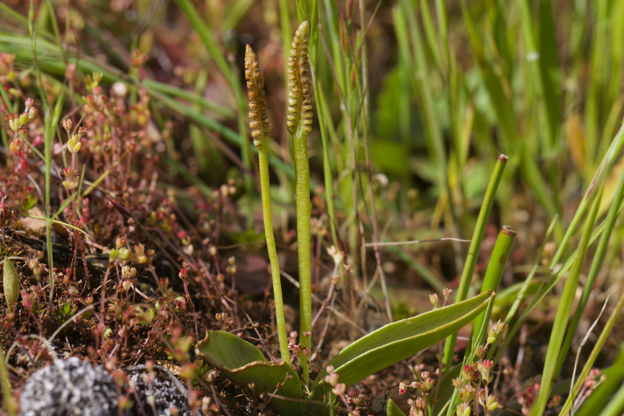 Image of Ophioglossum californicum by (c) Arvel Hernandez, some rights reserved (CC BY)