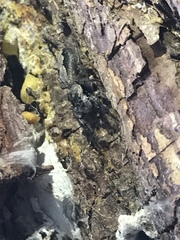 Platycryptus undatus