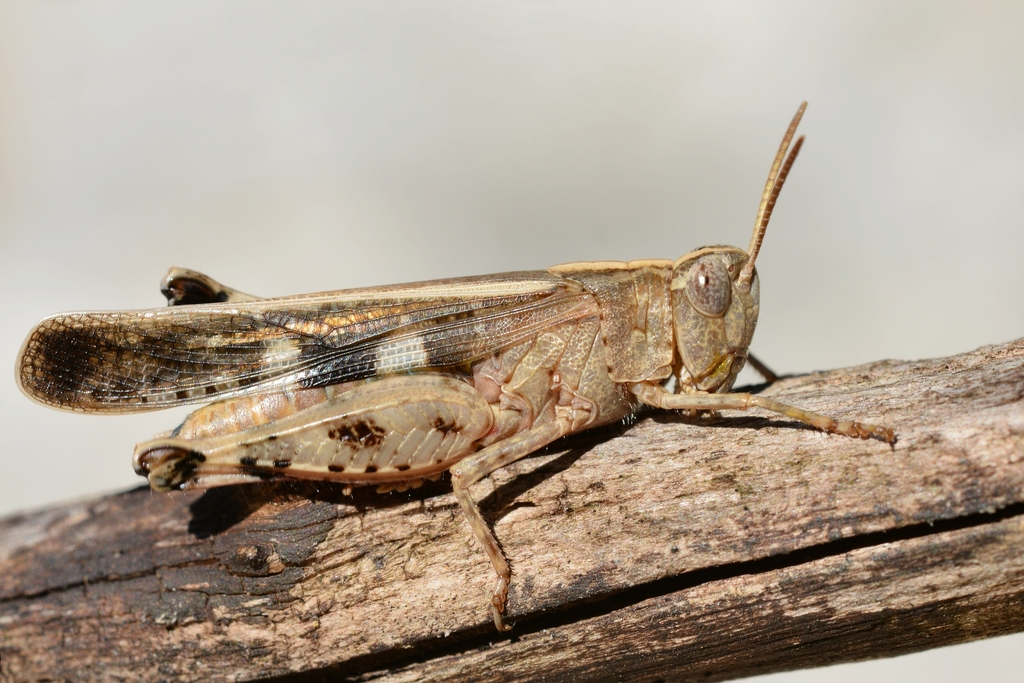 Broad Green-winged Grasshopper