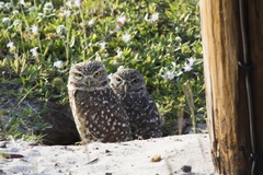 Athene cunicularia floridana