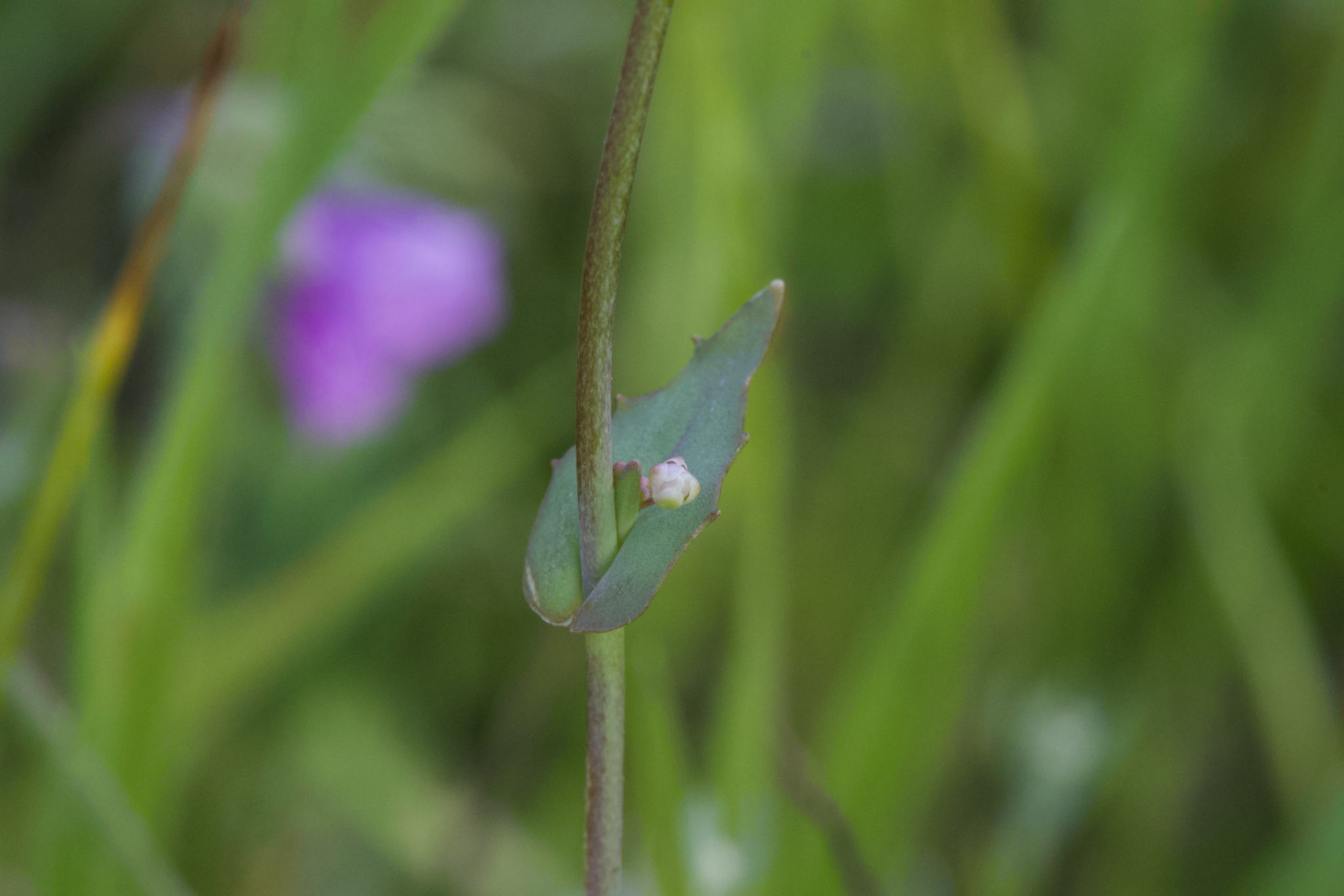 Image of Thysanocarpus radians by (c) Arvel Hernandez, some rights reserved (CC BY)