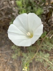Calystegia subacaulis