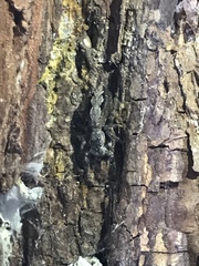 Platycryptus undatus