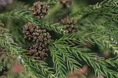 Cryptomeria