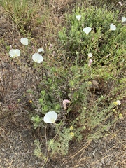 Calystegia subacaulis