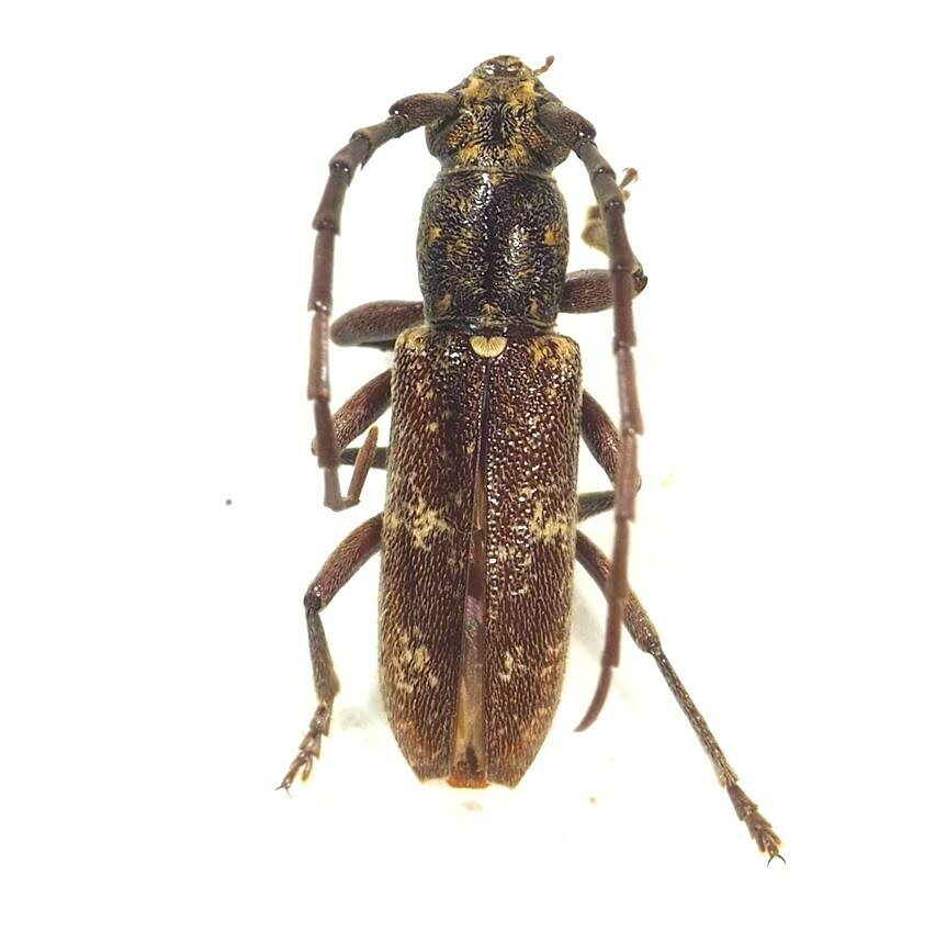 Anelaphus souzai