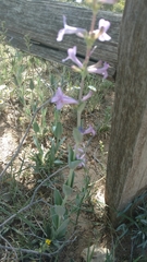 Penstemon fendleri