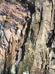 Platycryptus undatus