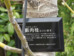 Cinnamomum yabunikkei