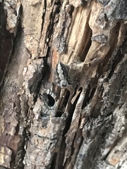 Platycryptus undatus