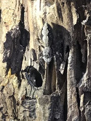 Platycryptus undatus