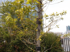 Cinnamomum yabunikkei