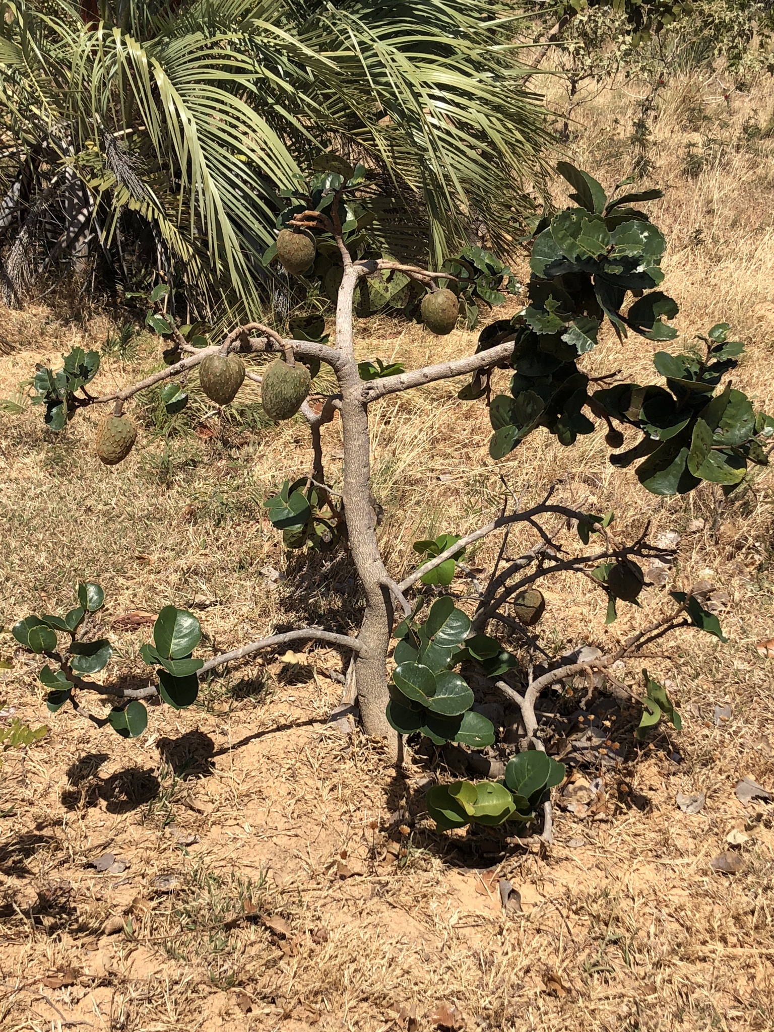 Annona coriacea