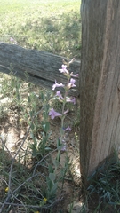 Penstemon fendleri