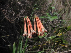 Clinanthus incarnatus