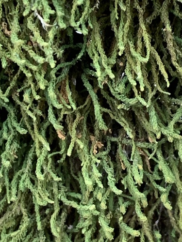 Rugel's anomodon moss (Anomodon rugelii)