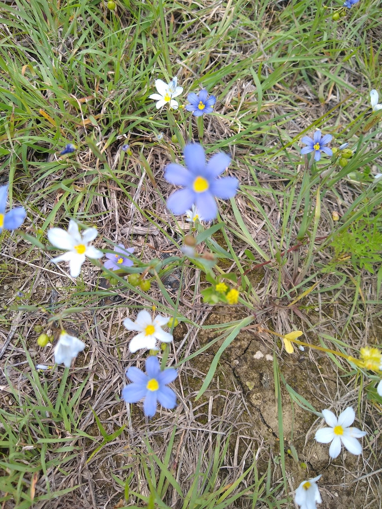 Sisyrinchium from Erwin Park Dorba Mountain Bike Trail, McKinney, TX