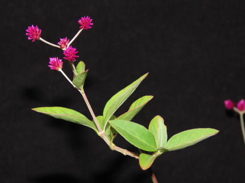 Alternanthera porrigens (Alternanthera porrigens)