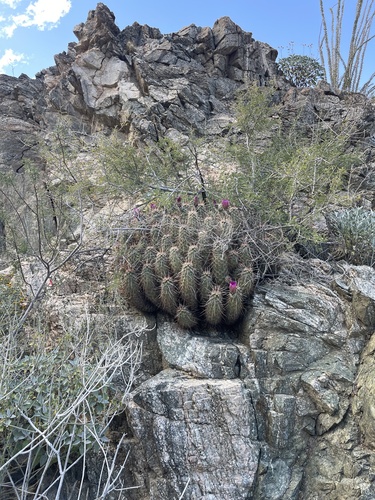 iNaturalist observation photo of Echinocereus engelmannii engelmannii