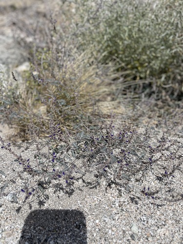 iNaturalist observation photo of Parry's false prairie-clover