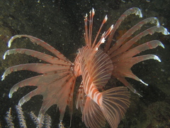 Pterois russelii