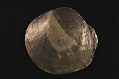 Anomia trigonopsis image