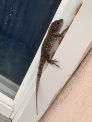 Anolis sagrei