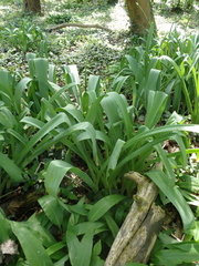 Allium stipitatum, photograph (c) carnifex, some rights reserved (CC BY)