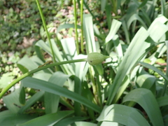 Allium stipitatum, photograph (c) carnifex, some rights reserved (CC BY)