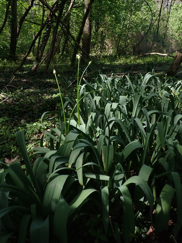 Allium stipitatum, photograph 3