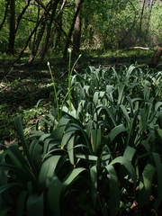 Allium stipitatum, photograph (c) carnifex, some rights reserved (CC BY)