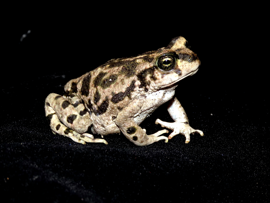 Alto Marañon Toad