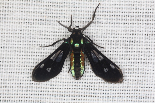 Mystrocneme varipes