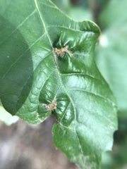 Aceria mackiei